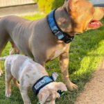 Lapės geriausi kainų pasiūlymai! "DOG SPORT" mėlynas odinis šuns antkaklis