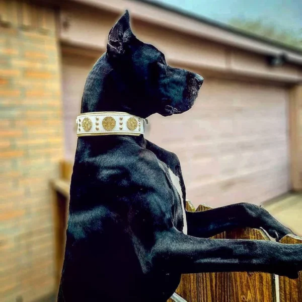 Bėganti Lapė"Maximus" baltas su auksu, premium odinis šuns antkaklis