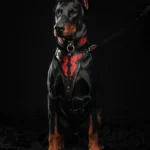 Bestia the ''Red Dragon'' collar
