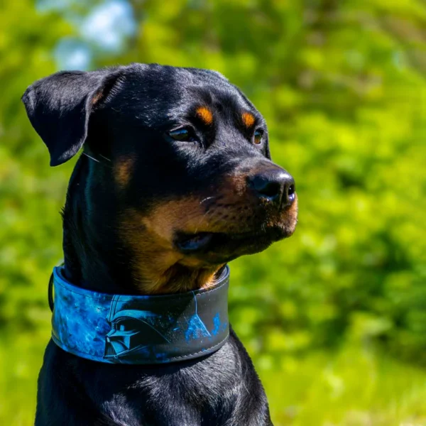 Bėganti lapė the Darth Vader limited collar
