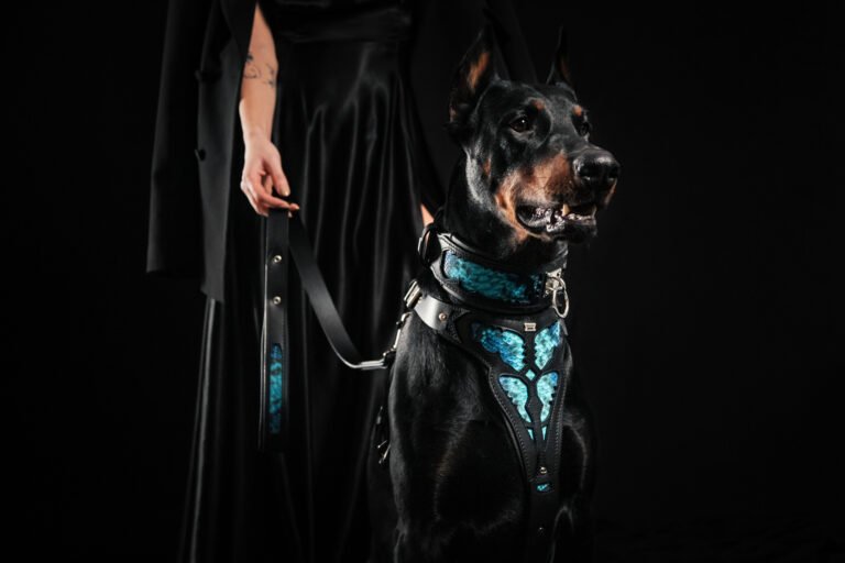 Juodas dobermanas su ryškiai mėlynos spalvos odiniu antkakliu ir petnešomis, elegantiškame fone